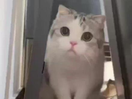 香港《猫狗条例》禁止把猫狗作为食物#香港 #猫咪 #萌宠