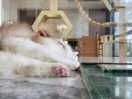 布偶还是比较容易糊💩,今天给乖宝宝剪屁屁毛#萌宠 #布偶猫 #记录猫咪日常 #长毛猫