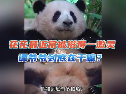 网友心疼花花被水滋得一激灵,谭爷爷咋还追着滋?这背后有什么原因#大熊猫 #大熊猫和花 #谭爷爷 #来这吸熊猫 #真实生活分享计划