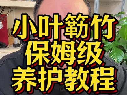 簕竹养护教程#簕竹 #小叶簕竹 #小叶簕竹种植方法