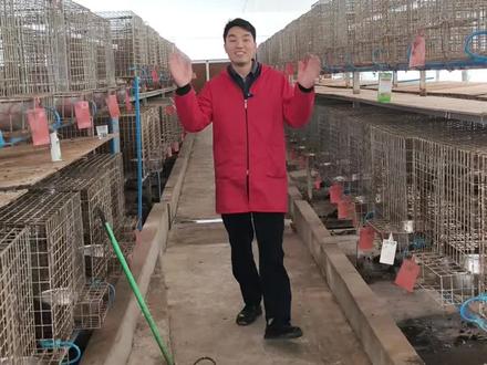 相互交流 共同进步#果子狸养殖 #四川果子狸养殖