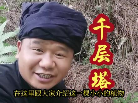 这样的《千层塔》~有多少朋友知道它有多高?#大山深处自然美 #三农 #原生态乡村生活 #野生植物 #贵州