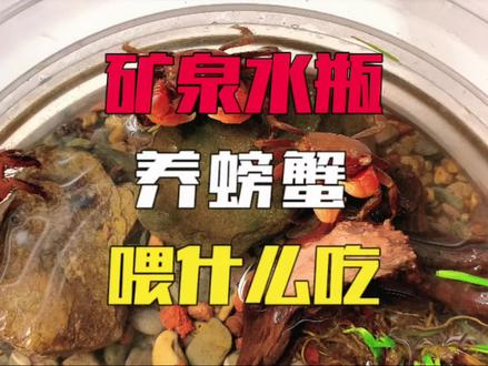 矿泉水瓶养螃蟹两个月,终于找到它爱吃的东西#螃蟹 #生态缸 #养鱼日记 #水族 #抖音好物