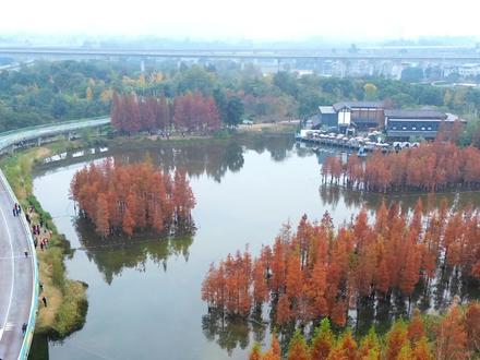 成都这片“水上森林”“点燃”这
个初冬,白鹭湾湿地公园内的水杉全部披上了红装”。一排排水杉立于闪着波光的涟漪之上,优雅、廷拔,惊艳了游人的眼睛,为这个冬天增添了不少温暖。#成都周边游 #旅行推荐官 #水杉#周末去哪玩 #红杉树