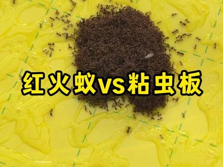 红火蚁vs粘虫板 #消灭外来入侵物种#红火蚁#红火蚁防治