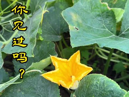 北瓜你见过吗?#三农 #植物科普 #我的乡村生活 #优质农产品 #南瓜