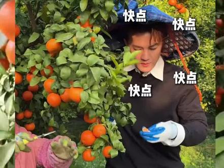 吴克群来广西啦、沙糖桔一边吃一边剪,根本剪不完#开心的一天#上热门话题6000亿流量