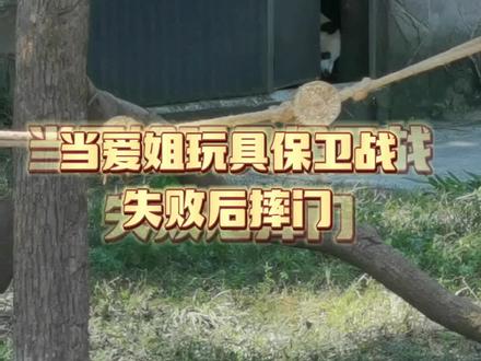 可爱与外公奶爸的玩具保卫战,失败后爱姐生胖气撒泼打滚兔子跳,摔门。😄😄#大熊猫渝可渝爱 #大熊猫二顺一家 #不止我一个想rua大熊猫