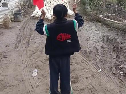 鸭子等候指挥回家十分可爱,这年头养鸭也开始内卷了#萌宠 #鸭子