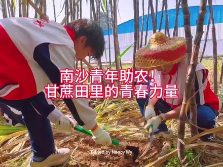 南沙青年助农!甘蔗田里的青春力量 南沙青年助农!甘蔗田里的青春力量 团区委组织青年志愿者走进#东涌马克村,清理田间垃圾与蔗头,助力复耕,帮助农户砍收滞销甘蔗,还将甘蔗制成饮品推广。大家在劳动中感受丰收喜悦,用实际行动助力乡村振兴,为“#百千万工程 ”贡献青春力量!#欢喜志愿 #美丽南沙 #南沙旅游推荐官 #图南乡遇 #马克甘蔗之旅 #甜野计划