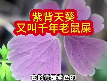 紫背天葵你的家乡有吗