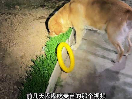 狗狗吃麦苗是不是缺乏维生素的表现? #狗狗吃麦苗 #拉布拉多 #狗狗日常 #麦苗
