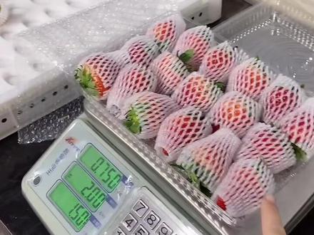 #丹东九九草莓 #高端水果 #源头实力厂家
草莓🍓是如何打包的呢?三斤大果