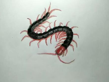用彩铅笔画只蜈蚣虫,你看一下就知道怎样画