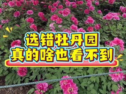 4.12-5.5,洛阳旅游看牡丹,选错牡丹园太惨了 #洛阳旅游 #洛阳牡丹 #洛阳看牡丹去哪里