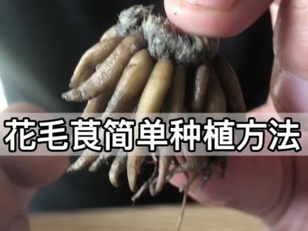 花毛茛一个不起眼确让人惊艳的种球花#花卉绿植 #花卉基地 #我的花花草草🌸🌸 #养花人
