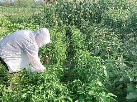 祖传青椒酱做法,香辣开胃,好吃又下饭,放一年都不坏!