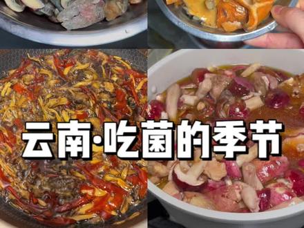 假如你生活在云南 那么接下来你将会吃到 见手青 鸡枞 干巴菌 青头菌 奶浆菌 铜绿菌 大红菇 牛肝菌…#云南
