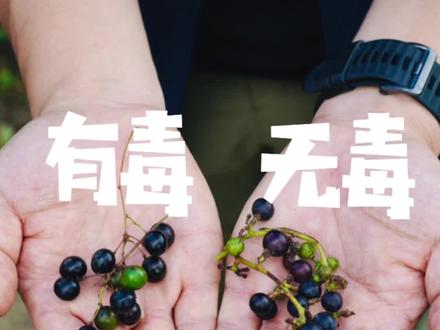 这两个看着一样,但一个是美味一个却有毒!#露营 #探险 #野外生存 #户外 #徒步