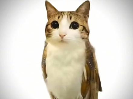 Meowl我们喜欢你⌯˃ ᵕ ˂⌯#小猫#Meowl