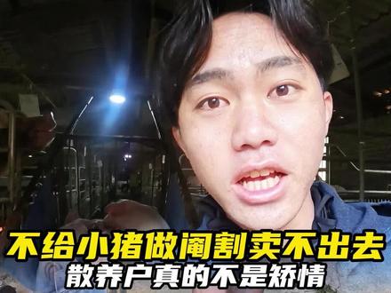 小猪不阉割就被养殖户拒之门外!真的不是因为养殖户矫情,换了我也不要…#大学生返乡创业#养猪#养猪人加油干 #养猪人的日常生活 #新农人计划2024