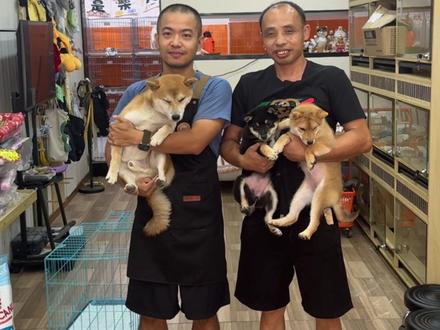 记录把小银豆接回家 #柴犬#柴犬宝宝 #真实记录生活点滴 @柴库柴犬 @老雷和金豆银豆(小号)