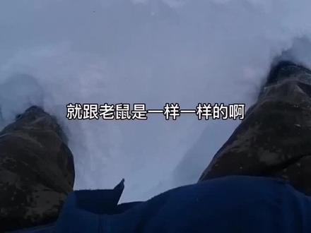 东北大仙之一,狐黄白柳灰中的白大仙就是刺猬#涨知识 #科普 #户外 #东北