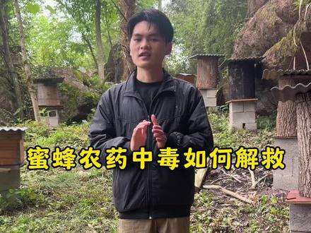 蜜蜂农药中毒如何解救? #诱蜂养蜂 #养蜂技术 #诱蜂 #真实生活分享计划 @抖音小助手
