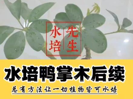 水培鸭掌木、鹅掌柴养护,比水培绿萝更简单。#水培 #水培先生#水培植物#养花 #花卉绿植 #植物 #一花一草一世界 #养花小知识