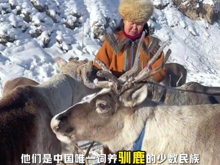 养驯鹿?戴狍头帽?鄂伦春族和鄂温克族你分清楚了吗?