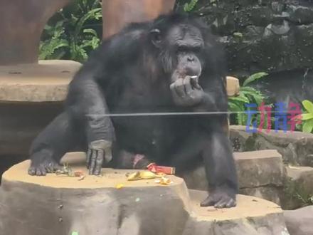 动物园:在领养家庭染上恶习,正在“戒烟”。 #南宁动物园丢那猩熟练抽烟 #丢那猩