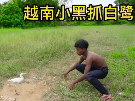 越南小黑制作陷阱抓到一只白鹭,结局很意外#国外狩猎 #捕猎 #狩猎