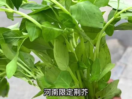 来河南请你吃荆芥,还有奶茶哦~#荆芥#河南人有多爱荆芥 #夏天的味道