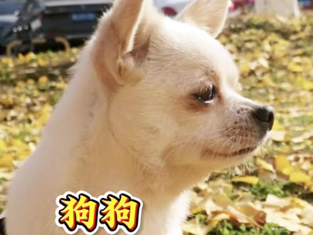 狗能记住主人多久#狗 #宠物知识 #萌宠 #狗狗