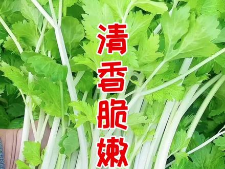 清香脆嫩,可拌可炒,营养丰富,做法简单的白芹#蔬菜种子 #农业种植 #种菜小技巧