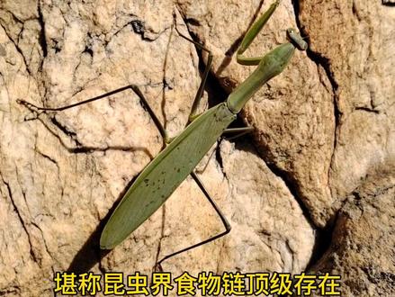 桑螵蛸是螳螂在桑树上多产的卵,收录于《神农本草经》上经,属于上品良药#趣味本草 #全民学中药 #螳螂 #桑螵蛸 #识百草