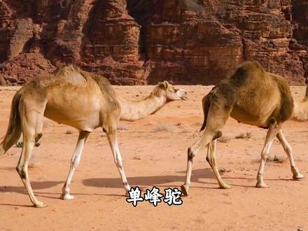 动物叫声大全0-3岁启蒙早教,你听过狐狸真正的叫声吗? #动物叫声#0-3岁儿童启蒙早教#认识动物#动物科普#狐狸