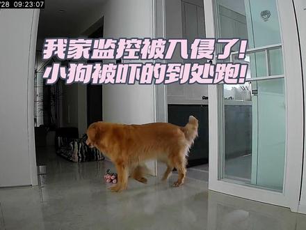 我家监控被入侵了!!小狗自己在家被吓得到处跑!! 我通过回放发现,小狗自己在家的时候很异常,她今年7岁了,前几年都是自己趴在门口乖乖睡一天等人回家的。就在今早,我发现她会自己到处走动,发出嘤嘤的声音,非常焦虑,甚至反常到会去其他房间反复走动。😥一开始我很着急,怀疑是分离焦虑症,所以把5天以来的监控回放都看了一遍。
突然发现!😱今早有一个回放视频里,摄像头自己移动了,并且从里面传出来人声(听不清内容)
回想起小狗经常自己看着摄像头一动不动,有时表情疑惑,有时候表情看起来像要哭了一样,甚至会站起来扒拉门。要知道,😡我家小狗情绪稳定到可以当抚慰犬的地步!
我猛然意识到,家里监控早就被入侵了!所以小狗总是看着摄像头一动不动,因为里面传来了陌生人的声音,甚至可能有奇怪的噪音之类的,🥹让她恐惧到想逃出家门!
#监控下的一幕 #监控破案 #宠物异常行为 #监控摄像头 #毛孩子