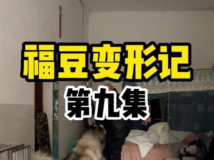 福豆是我目前遇到最难训练的一只阿拉斯加,非常强势又敏感,为了让它能够回归家庭,我们随时都在被咬的边缘徘徊,太难了,尽最大的努力去拯救它,期待它的改变,相信自己,加油#阿拉斯加 #护食咬人 #我的训犬日常 #萌宠出道计划 #贵阳训犬学校 #贵阳训犬师 #宠物 @贵阳狗狗上学培训中心