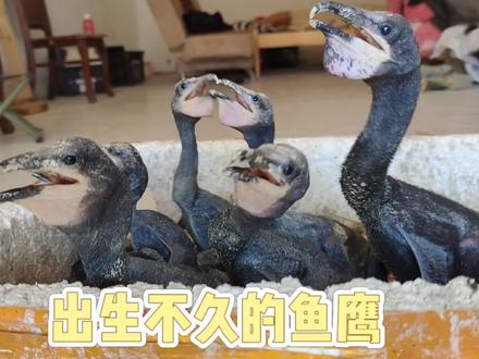 小鸬鹚们才出生9天,1次却要吃1盆鱼丸,这饭量真是不敢相信