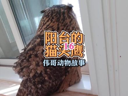 猫头鹰为什么睁一只眼闭一只眼睡觉?#人与动物和谐共处 #动物冷知识 #萌宠
