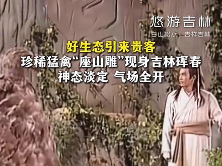 好生态引来贵客,珍稀猛禽“座山雕”现身吉林珲春,神态淡定气场全开。#座山雕 #秃鹫 #珲春 #吉林文旅