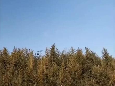 泽连斯基为何要把与俄罗斯妥协的内容交由全民公决呢?