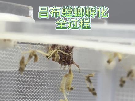 吕布螳螂孵化全过程来喽!#螳螂 #爬宠 #观察昆虫 #神奇动物在抖音 #奇妙的动物