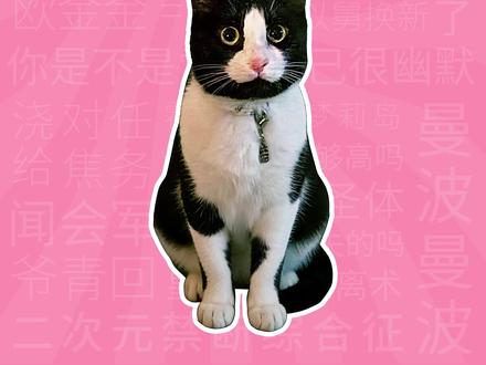 格调猫是什么梗?【梗学堂】 #格调猫 #猫meme #奶牛猫 #梗图 #走进杨紫的花园世界