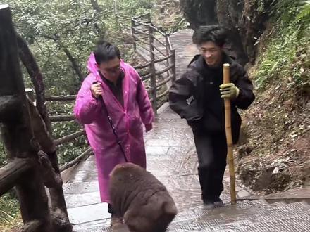 想用甘蔗当登山杖没门,独眼为你减轻登山负担。 #峨眉山的猴子 #猴子成精 #猴子 #徒步 #峨眉山