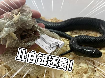 宠物蛇蜕的皮居然比白银还贵!我好像要发财了!#爬宠 #宠物蛇 #异宠