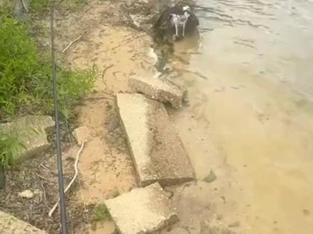 一觉醒来,发现自己飘浮在火星的同步轨道上。身边有一个类似"黄金之心"号的飞船,而我并不在飞船里。手上拿着一个类似导航的仪器,不断提醒我应该马上回地球,不然就要错过窗口期。在导航上设置好惯性导航,选降落地点的时候系统建议落在中国 X 地,因为那里是第X 军区范围,人口稠密容易被找到。地图上标注的点是内蒙境内,心想内蒙也人口稠密?管不了那么多了,出发吧!出发的瞬间降落点从内蒙跑到了南京附近。于是在一片黑暗中感觉到了加速度,导航展开了蜻蜓翅膀一样的太阳帆。心想这特么回地球,用太阳帆搞毛?再一想,不对,太阳呢?怎么是一片漆黑的茫然四顾,只看得到几颗星星,太阳呢?于是一屁股坐到了地上,坐到了地上!原来速度没达到,我掉到有着黑色皲裂地面的火星上了咦,屁股怎么不疼?赶紧自我安慰说,火星引力小,屁股不疼很正常。 这理由完美。再看我的导航,太阳帆已经摔成几片,赶紧收集起来,这也许以后就是我的生命保障这时候地面的裂纹里突然冒出一些长虫子,自称是《沙丘》里的沙虫,我讥笑:别傻了你们这些蚯蚓。 沙虫反驳:"我们是幼儿园的沙虫。"于是我跑,由于引力小,我感觉自己跑起来的姿势应该有点像追赶太阳的宇航员莫里根于是我别扭地摔倒了…一个激灵,睁眼,漆黑一片,小富贵的两只脚在我胸口不停蹬他要喝牛奶了,一看时间,5点40要不是趁新鲜下来,天一亮肯定啥也不记得。☺️
#第一视角 #纪录美好生活 #户外钓鱼#男人的快乐就是这么简单 #与众不同