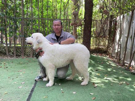 【狗狗品种大百科】世界上最温柔的大型犬#大白熊 ,来跟老漂一起了解看看吧#萌宠出道计划 #萌宠 #狗狗