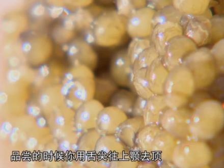 重达400多斤的鱼,养了14年,只为它肚子里的“黑色黄金”!能卖28万一条!